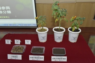 三棵接受不同肥料的番茄﹕(左起) 化學肥料、中藥藥渣廚餘堆肥及普通廚餘堆肥。