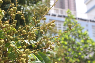 王余家潔紀念小學有機菜田所種植的龍眼