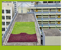 Photo 1. The green roof system of TWGHs Chang Ming Thien College