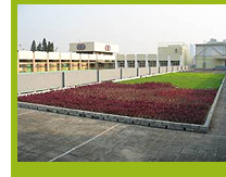 Photo 3. The green roof system of TWGHs Chang Ming Thien College