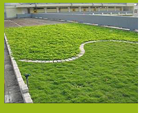 Photo 2. The green roof system of TWGHs Chang Ming Thien College