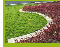 Photo 4. The green roof system of TWGHs Chang Ming Thien College
