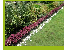 Photo 4. The green roof system of TWGHs Mrs. Wu York Yu Memorial College