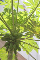 王余家潔紀念小學有機菜田所種植的木瓜及龍眼。