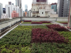 東新商業中心的綠化天台所栽種的植物都是容易打理，不用經常修剪的種類。