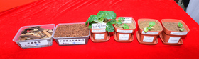 使用含有合適分量中藥渣混合廚餘的堆肥所栽種的菜苗(中)，因抗菌力較高，生長情況及速度較沒有使用中藥渣(右一及二)或中藥渣份量較少(右三)的廚餘堆肥所培植的菜苗更為理想。 